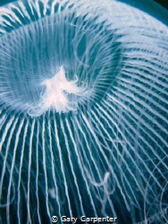 Crystal jelly (Aequorea forskalea) - Picture taken in Dun... by Gary Carpenter 